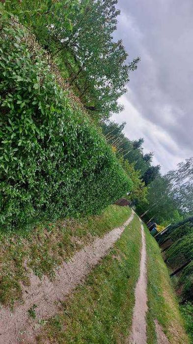 Wycinka drzew czyszczenie działek rebakowanie  przycinanie żywopłotu