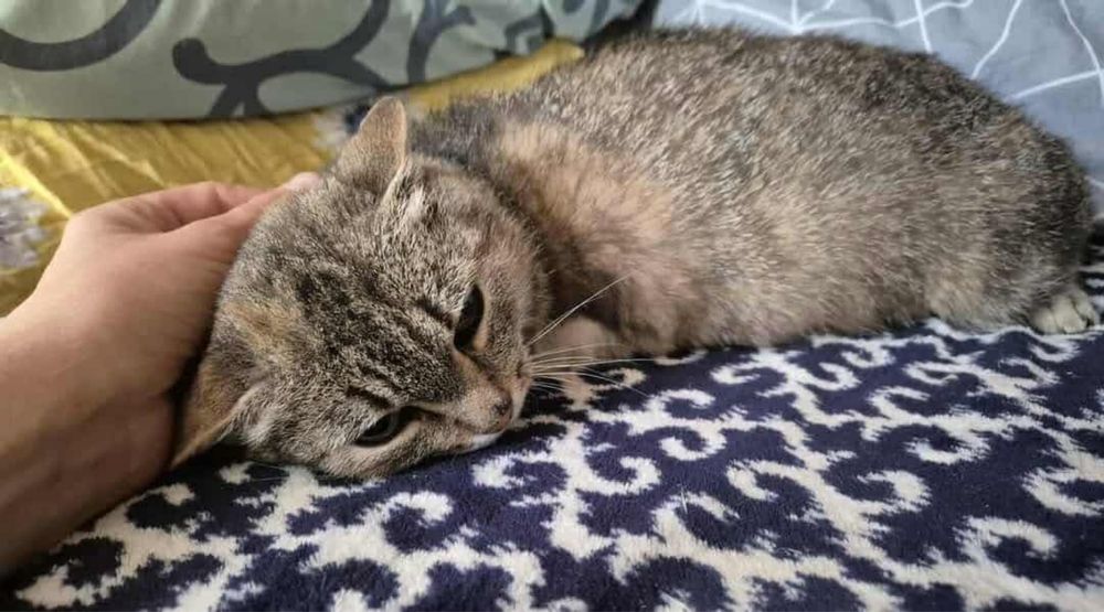 Urocza kociczka do adopcji