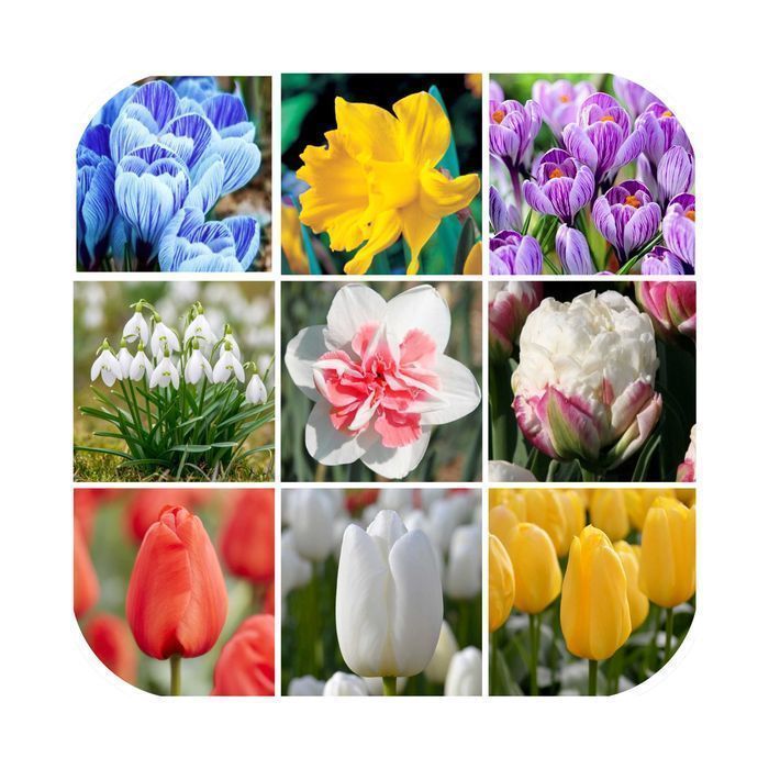 DUŻE Cebulki TULIPANÓW XL Tulipan zestaw mix mieszanka Tulipany KWIATY