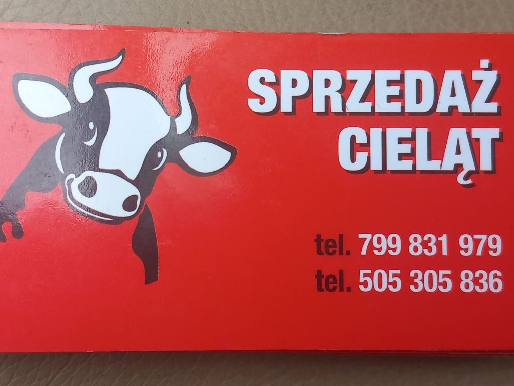 Cielaki Miechów sprzedam