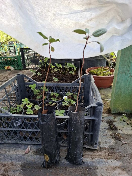 Фісташка Джамбо,Альбіна, Гірська Жемчужина