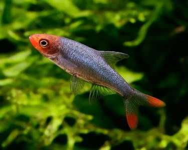 Ukleja naga - Sawbwa resplendens - Razbora - Rasbora - dowóz, wysyłka