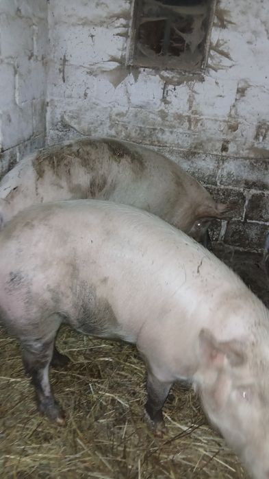 Продам свиней живою вагою ціна 100 грн кг