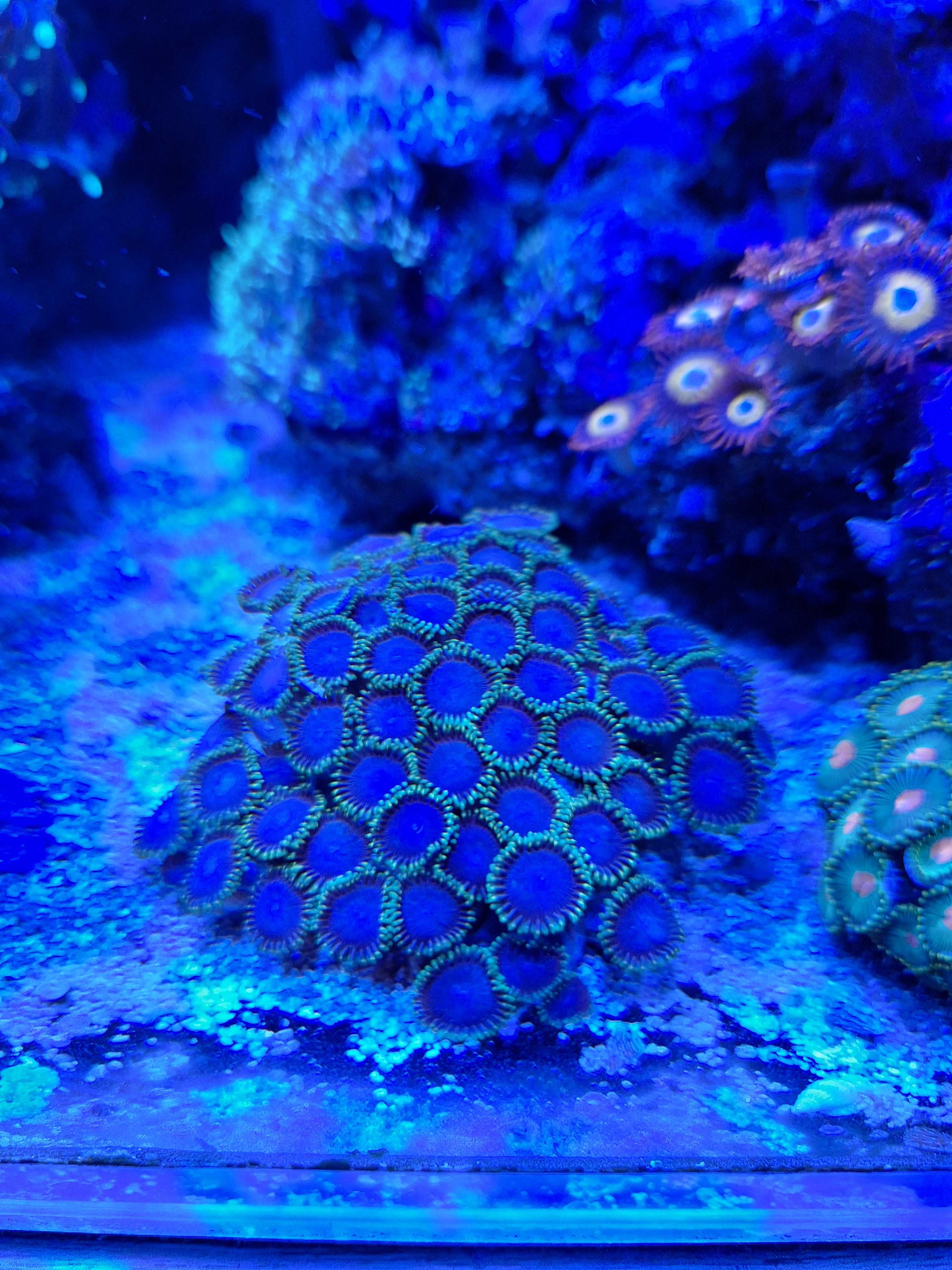 Zoanthus Joker - koralowiec miękki
