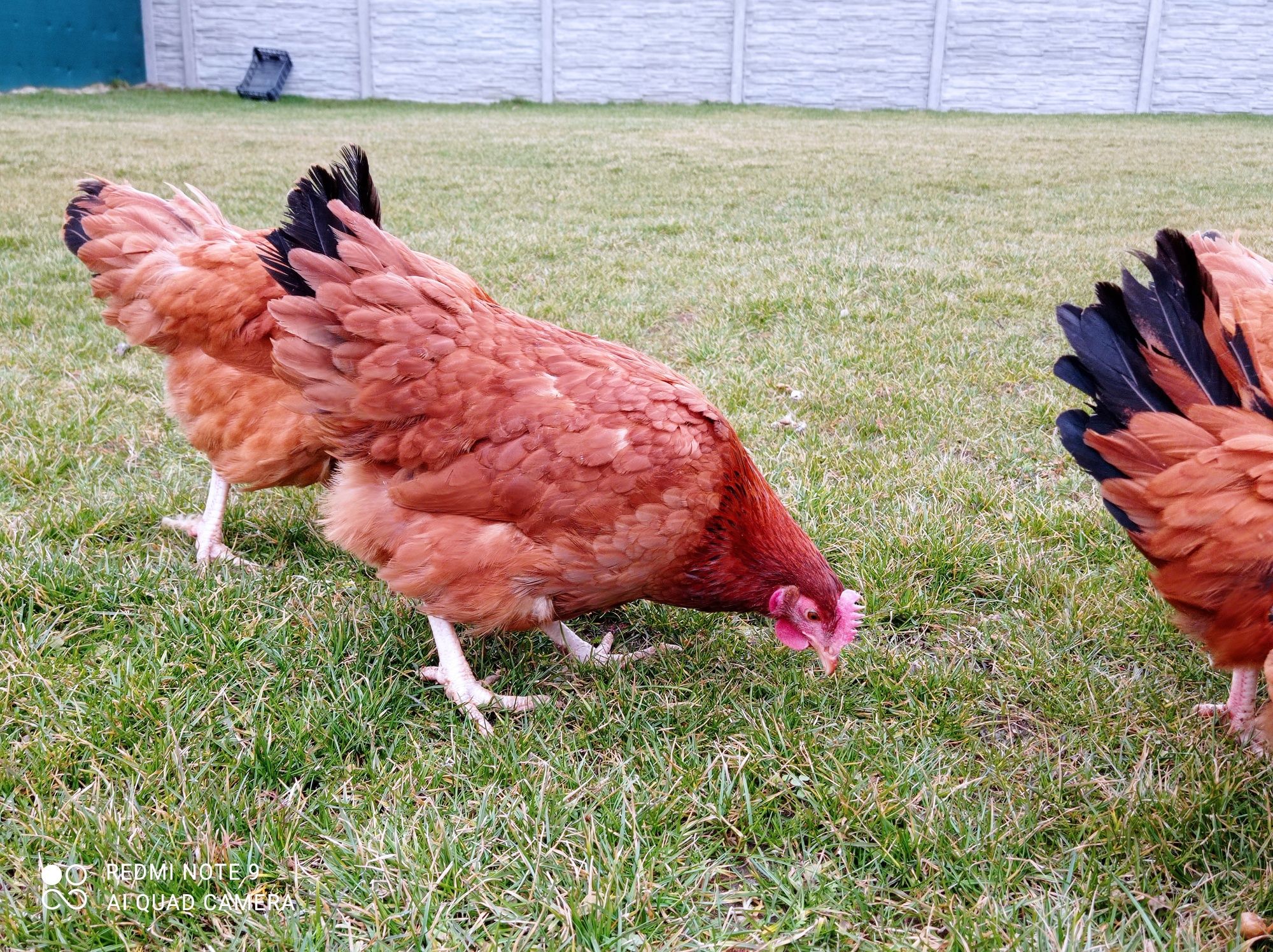 Kury Rossa już się niosą leghorn zielononóżki nioski kokoszki na jajko