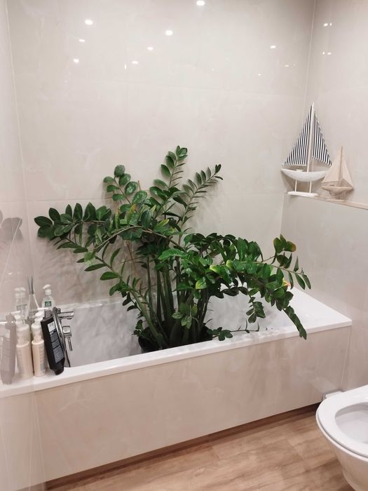 Zamiokulkas zamia olbrzymia
