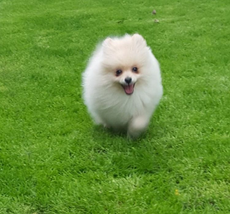 Piesek Szpic Miniaturowy Pomeranian