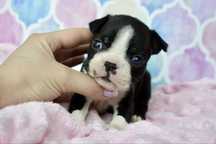 Boston Terrier suczka Lucy