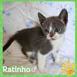 Gatinhos para adotar