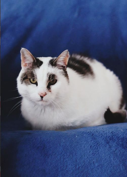 Biały bury kot kocur kocurek