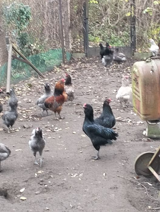 Kogut araukana sprzedam lub wymienię