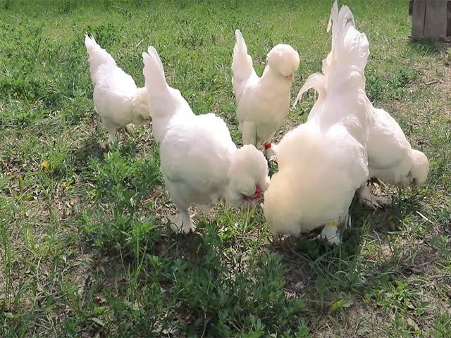 Курчата та інкубаційне яйце Султанка біла, мармурова. Оплід хороший.