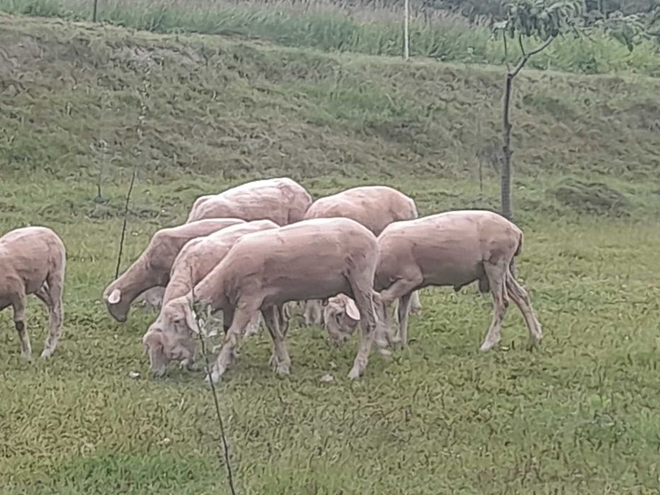 Продам барана Мериноландшафт