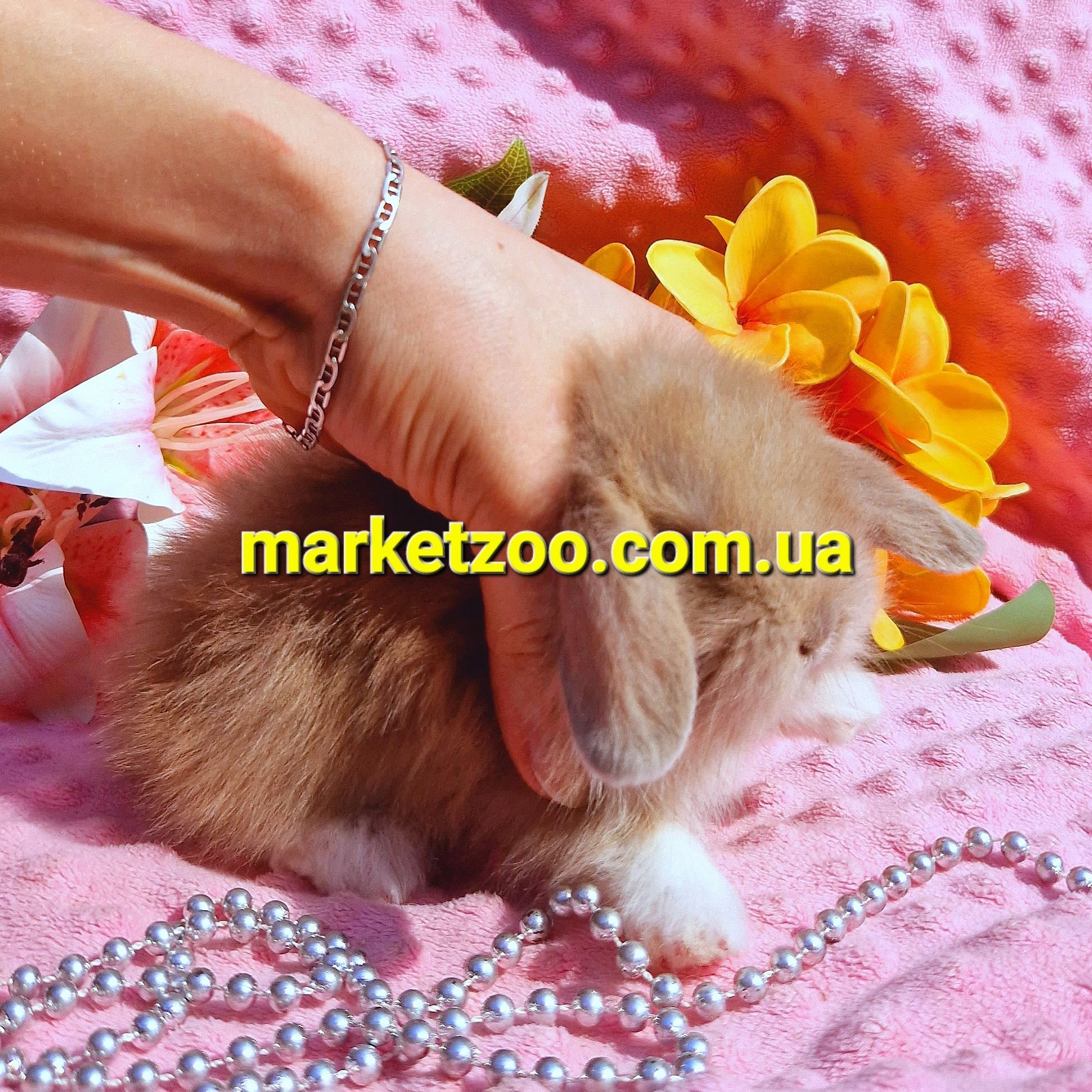 Мини mini lop мiнi кролик вислоухий баранчик карликовые кролики