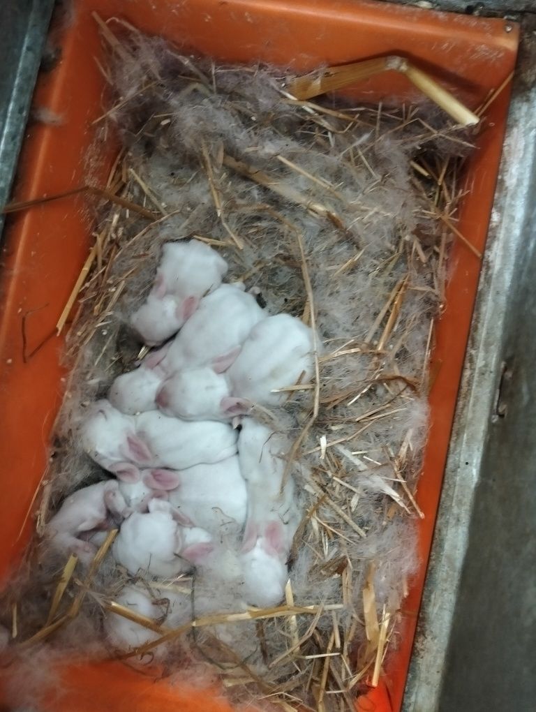 Animais da quinta
