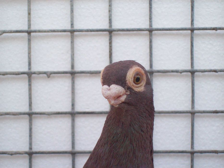 Brodawczak,brodawczaki