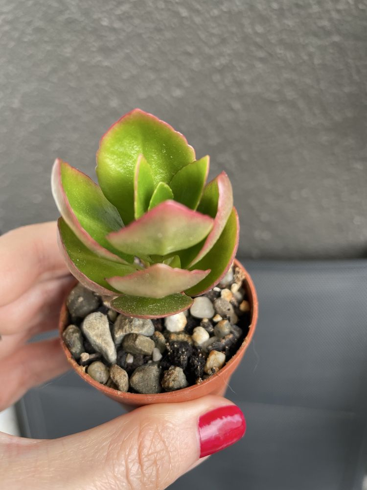Sukulent Kalanchoe