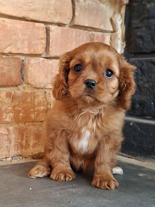 Cavapoo suczka cavalier pudel