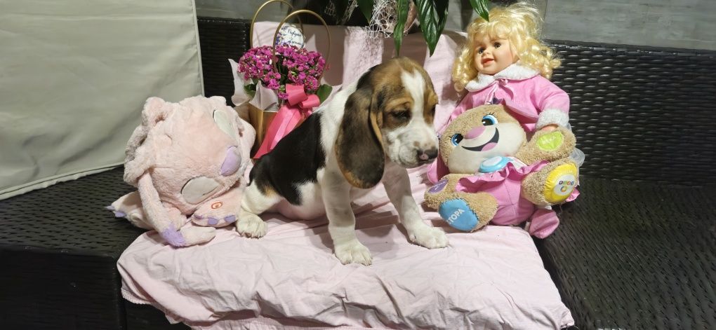Śliczny piesek rasy Beagle