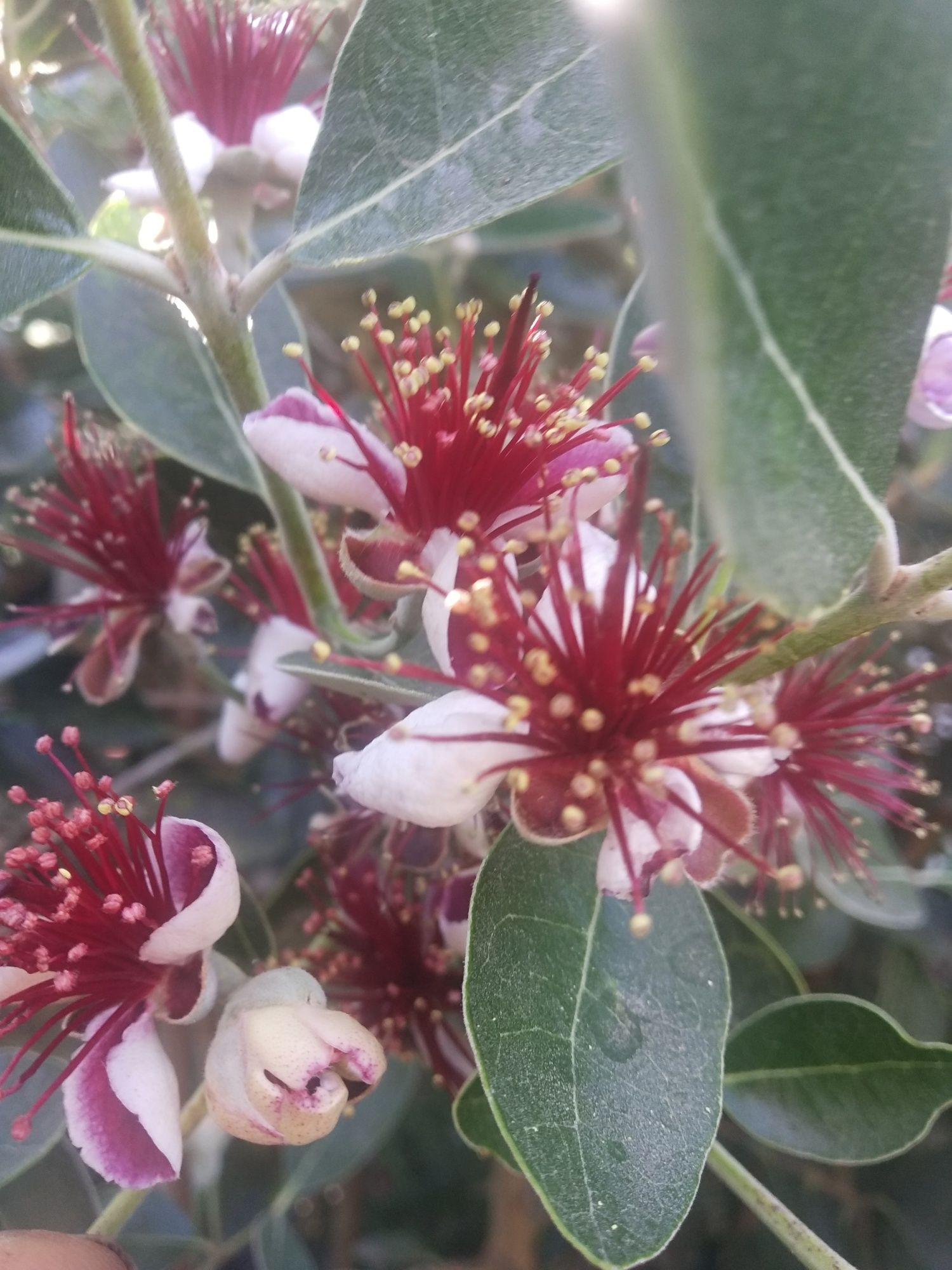 Plantas de Feijoa