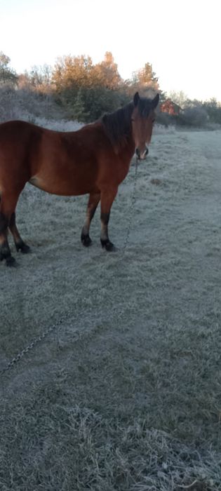 Продається кобила!