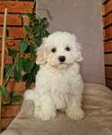Maltipoo- Piękny Piesek F1