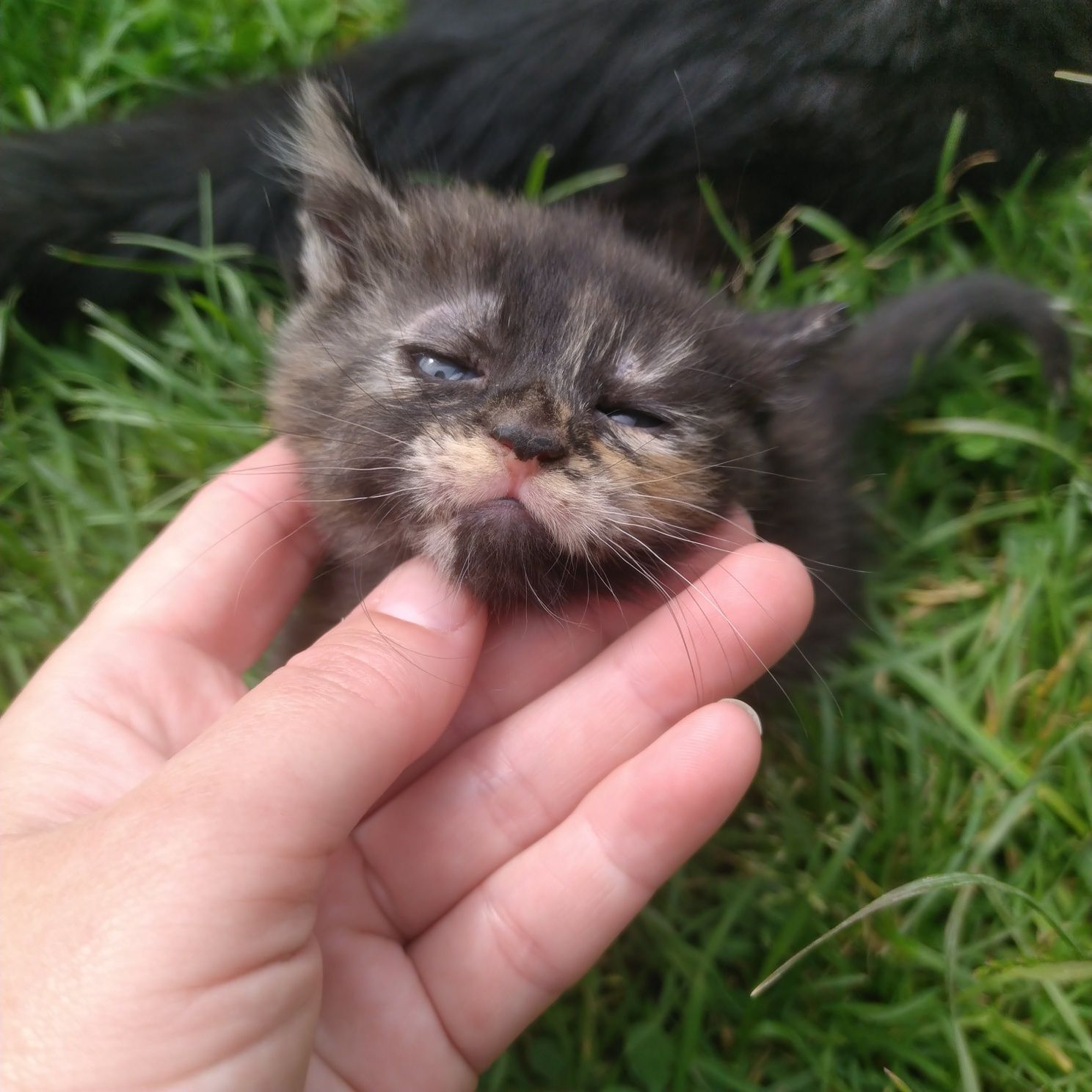 Кошенята в добрі руки, Рудий котик шукає дім ,