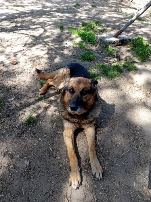 Dżeki szuka kochającego domu