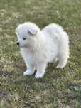 Samoyed szczenię