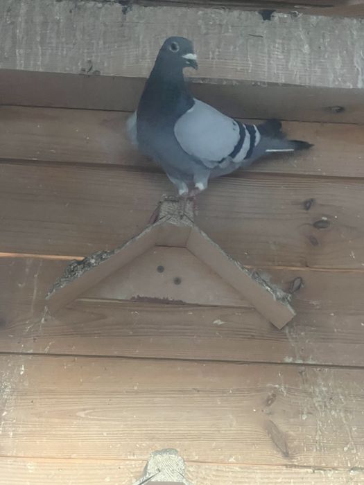 Golebie pocztowe oddam …….