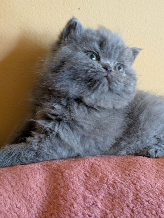 Kotka  Brytyjska Niebieska