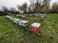 Продажа уликов 100 семей с пчелами. Пчелы