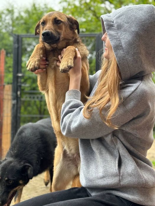 Собака безкоштовно