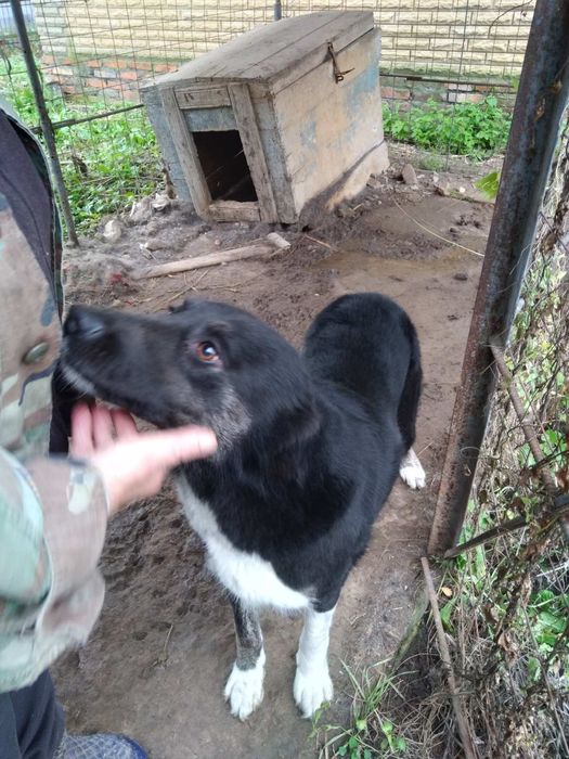 дівчинка безкоштовно