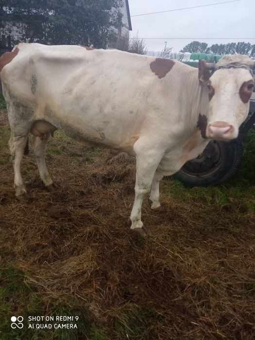 Krowa młoda mleczna