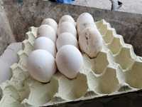 Jaja lęgowe,gęsi garbonosej kołudzkich kaczek pizmowych, staropolskich