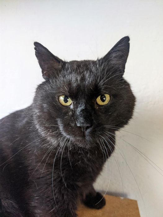 Węgielek dorosły kot kocur szuka domu niekupujadoptuj