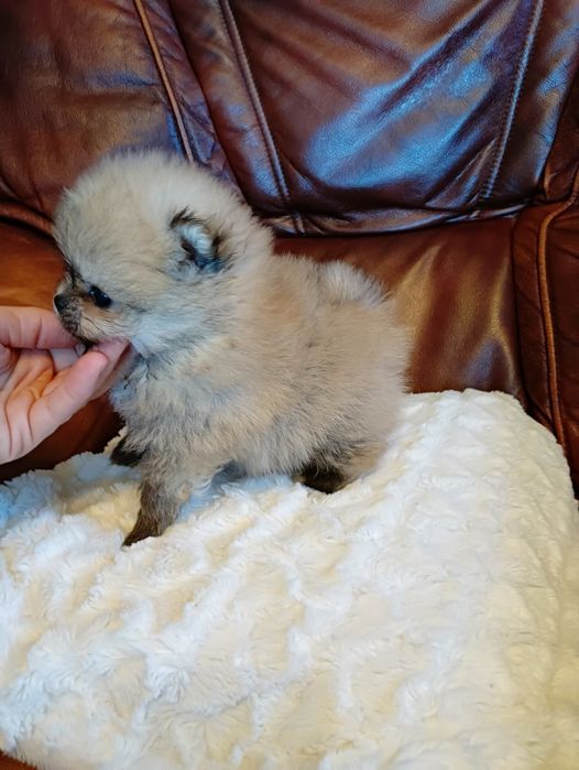 Szpic miniaturowy Pomeranian xxs suczka