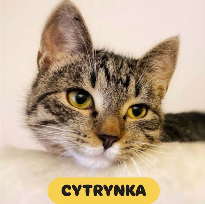 6 miesięczna, urocza kicia szuka domu :)