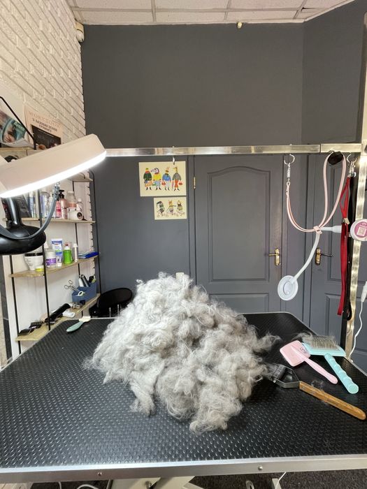 Експрес линька | Грумінг | Лівий берен