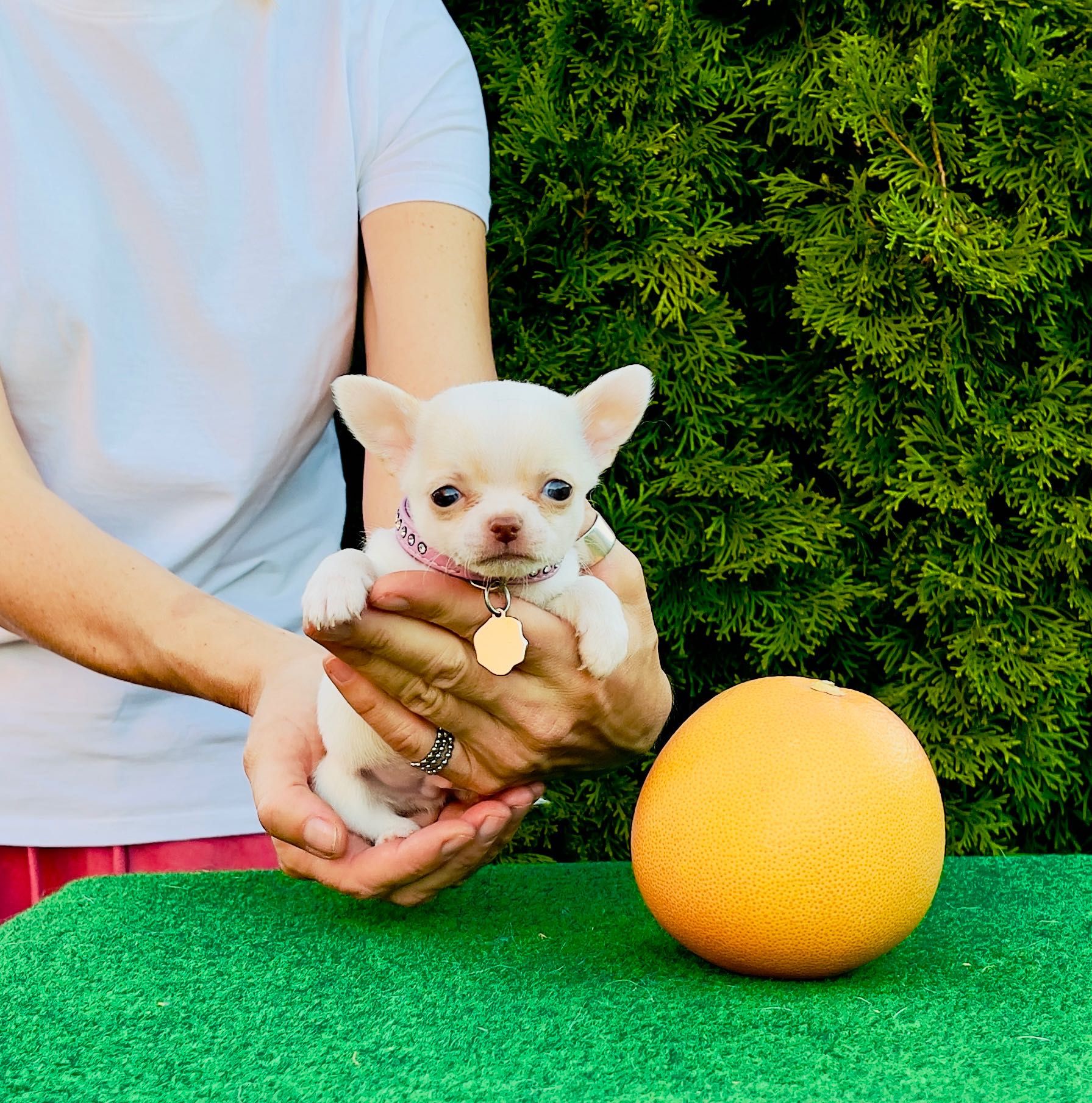 Chihuahua MiNI biały chłopiec FCI