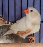 Vendo casal de mandarins