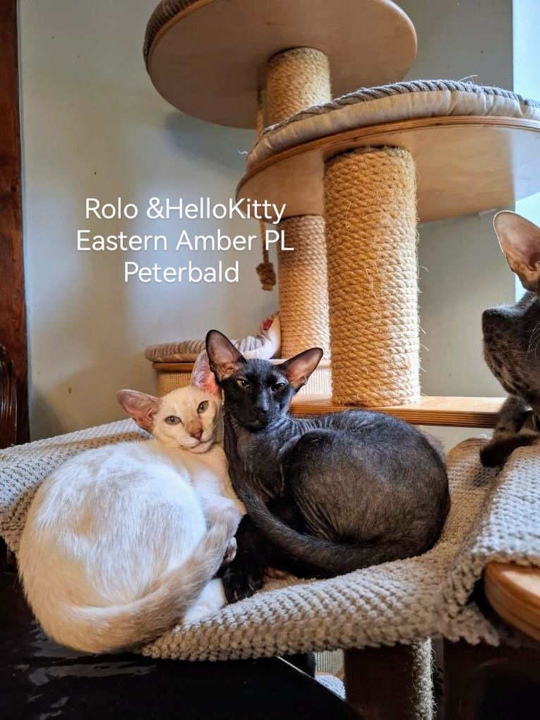 Peterbald kocurek gotowy do zmiany domku prawdziwy rodowód WCF