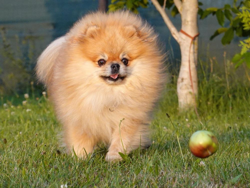 Gotowy do odbioru! OPALIT pies szczenię szpic miniaturowy pomeranian