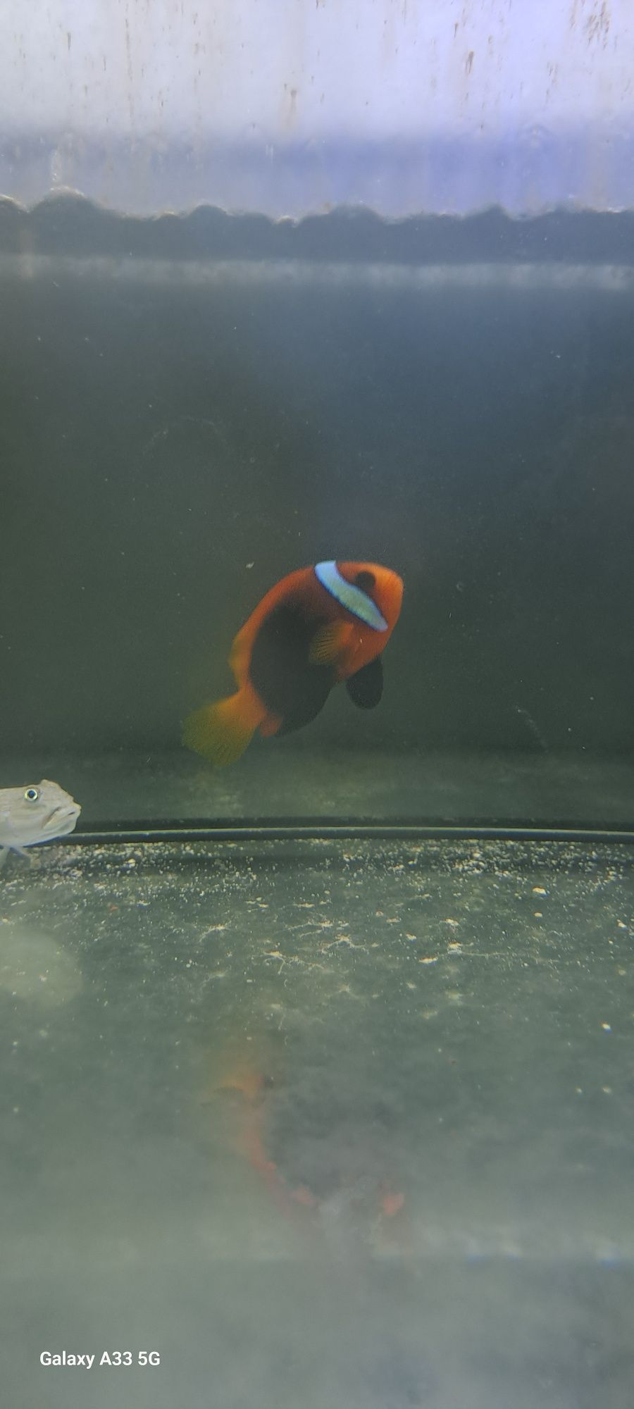 Amphiprion melanopus "M"