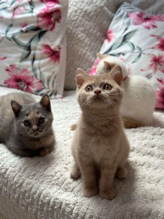 Kotki Brytyjskie Krótkowłose kotki/koti gotowe do odbioru