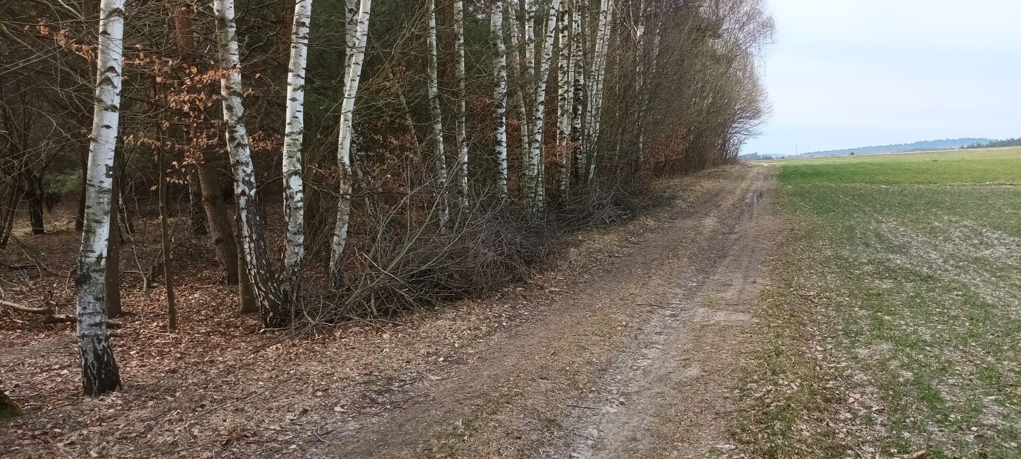 Oddam DUŻO gałęzi na zrębkę