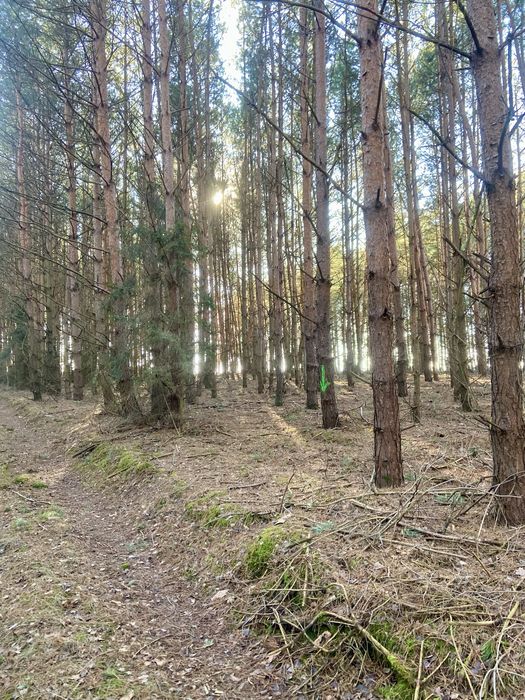Działki rolne zalesione
