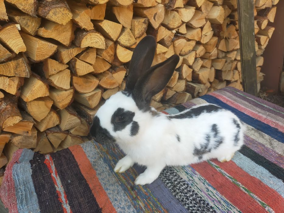 Кролики. Строкачі та Шиншила.