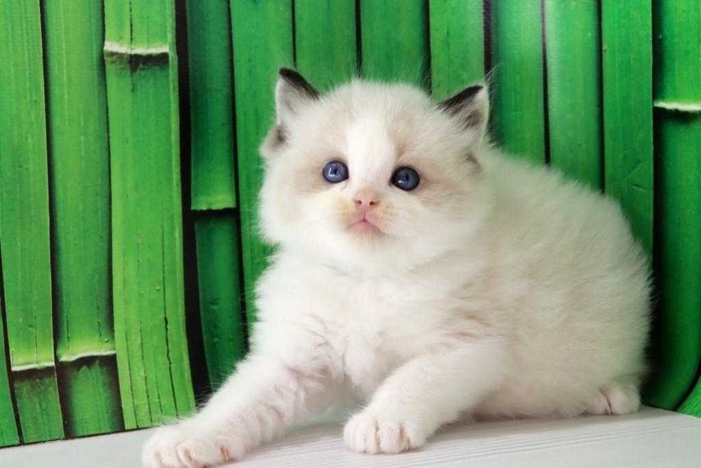 Дуже красива порода-Ragdoll. Самий ласкавий котик